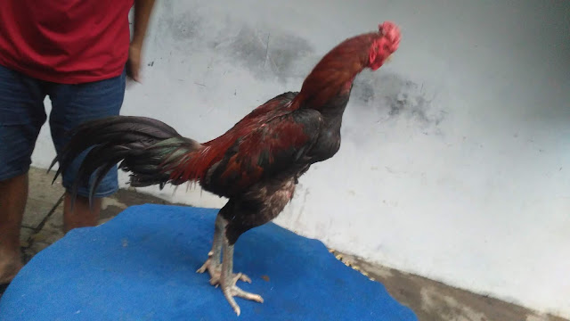 7 Manfaat Gabah Untuk Ayam Aduan