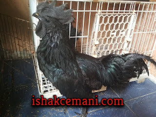 Ayam Cemani Jantan