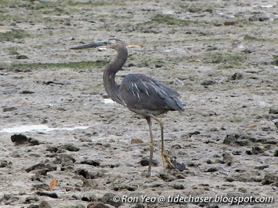 Great-billed Heron (Ardea sumatrana)