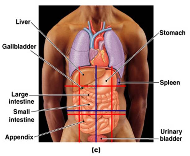 Labeled Quadrants Of Abdomen / abdominal organs diagram ...