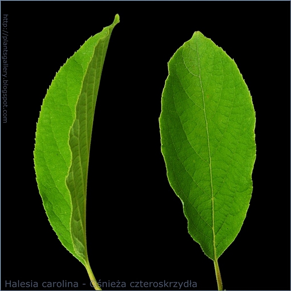 Halesia carolina leaf - Ośnieża czteroskrzydła liść