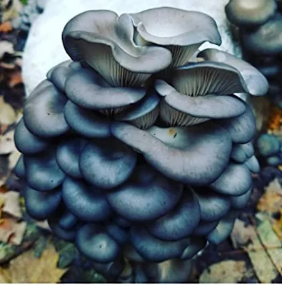 Oyster Mushroom Classification