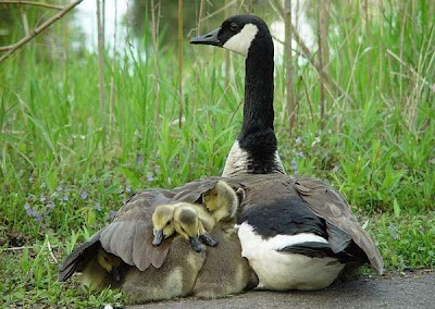 Incredible Wildlife Photography Seen On www.coolpicturegallery.net