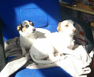 Back inside and the puppies have their own chair
