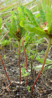 Terapi cepat hamil dengan rumput kebar