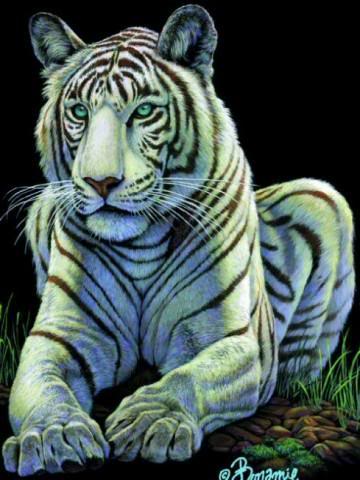 baby white tiger wallpaper. aby white tiger wallpaper. Beautiful Tigers Wallpapers; Beautiful Tigers Wallpapers. myamid. Nov 4, 08:10 AM. If it#39;s taking you two minutes to