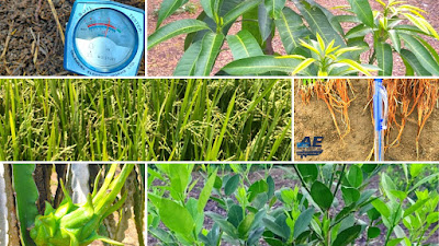 Cây trồng sử dụng phân Azotobacterin & chế phẩm Trichoderma