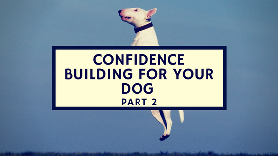 confidence building exercises for your dog