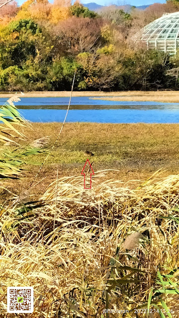 昆陽池公園のヌートリア