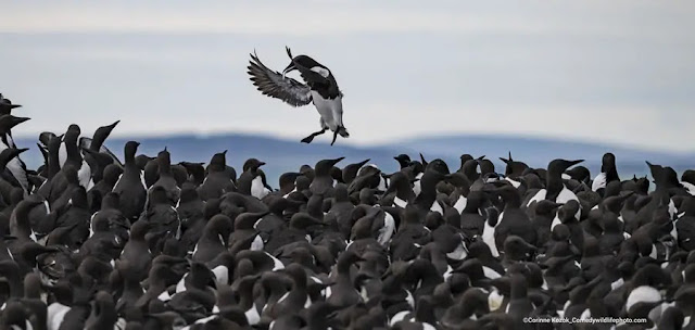 Corinne Kozok- “Tombstoning Guillemot”