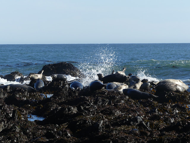 seals anticibating a wave