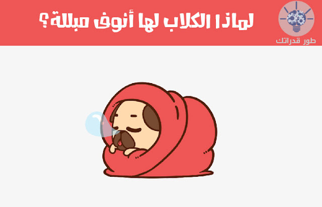 لماذا الكلاب لها أنوف مبللة؟