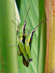 grasshopper_belalang_Oxya chinensis 1