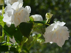 valkoinen kukka, white flower