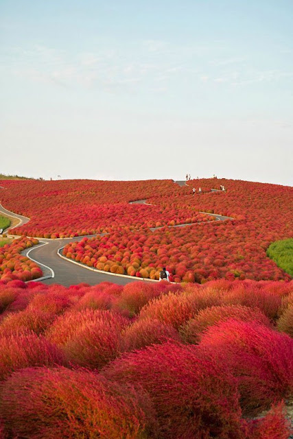 Kochia Tepesi