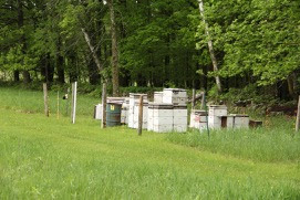 honeybee hives protected by electric fencing