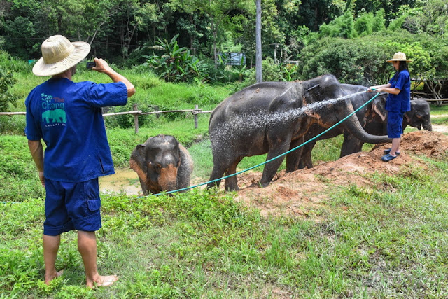 the chang chiang mai, the chang elephant camp, the chang chiang mai elephant camp, the chang elephant camp chiang mai, maesa elephant camp, maesa elephant chiang mai