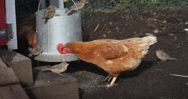 Ayam Ini Melahirkan Tanpa Bertelur Berita Hangat Unik 