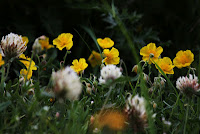 fiori