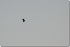 Noctule Bat