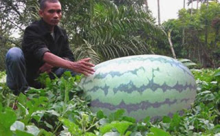 Semangka Terbesar 104 Kg Dari Aceh Utara