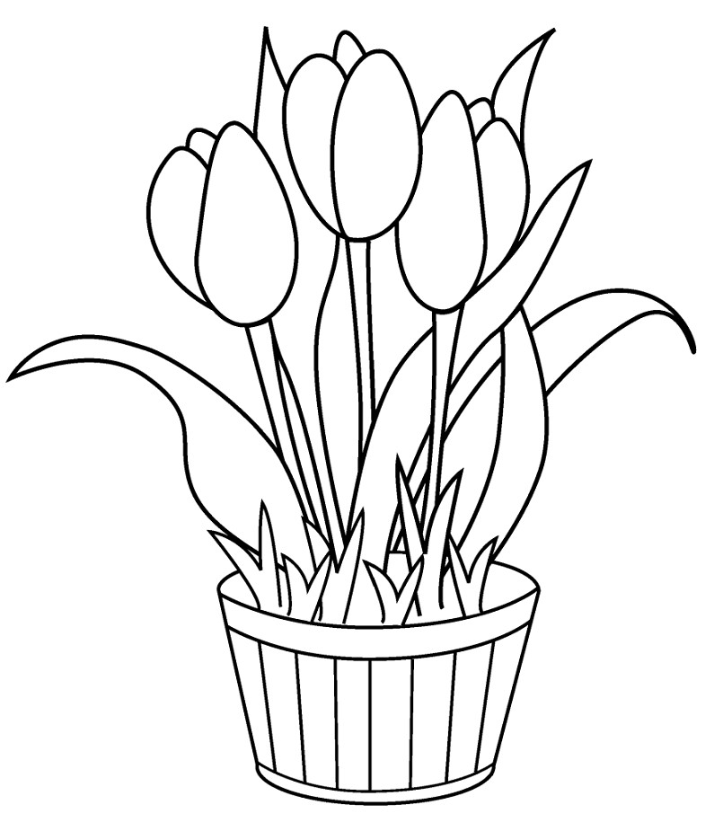 Sketsa gambar berikutnya yang tidak kalah indah untuk diwarnai yakni bunga tulip Gambar Mewarnai Bunga Tulip Terbaru