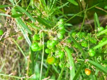 fruits of Asparagus racemosus or Asparagus zeylanicus