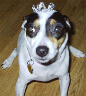 Rat Terrier