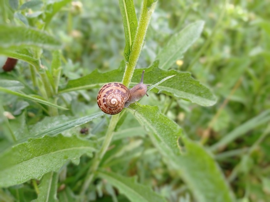 caracol