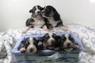 puppies australian shepherd