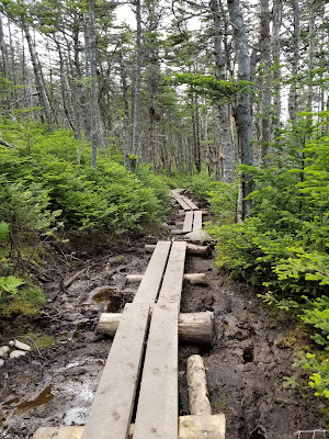 Bear Cove Trail and Trans Canada Trail boardwalk Newfoundland.