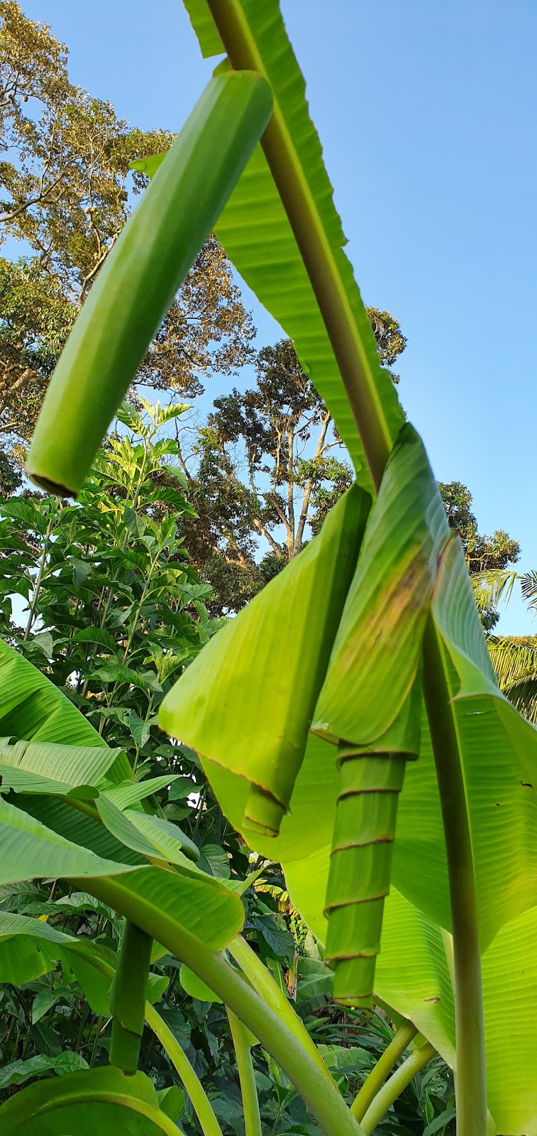 Warisan Petani Ulat Gulung Daun Pisang 