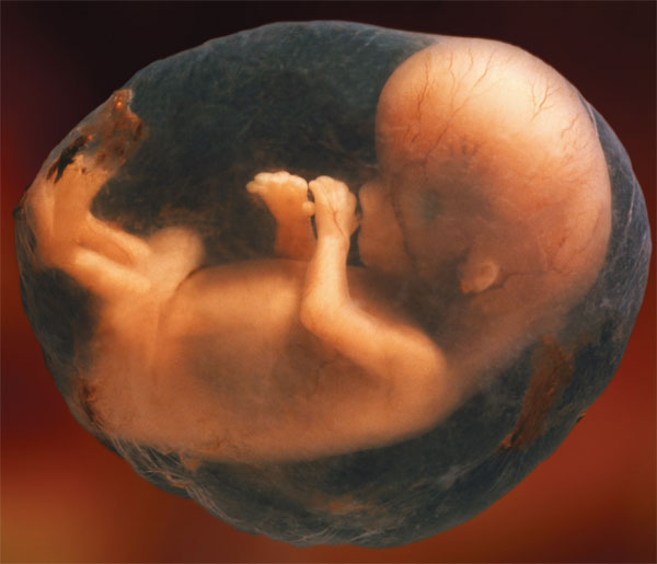 fetus at 6 weeks. The few weeks after the brain