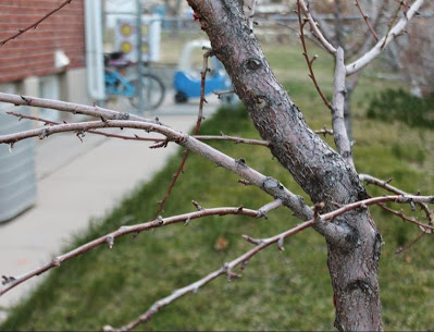 Nectarine Tree Buds