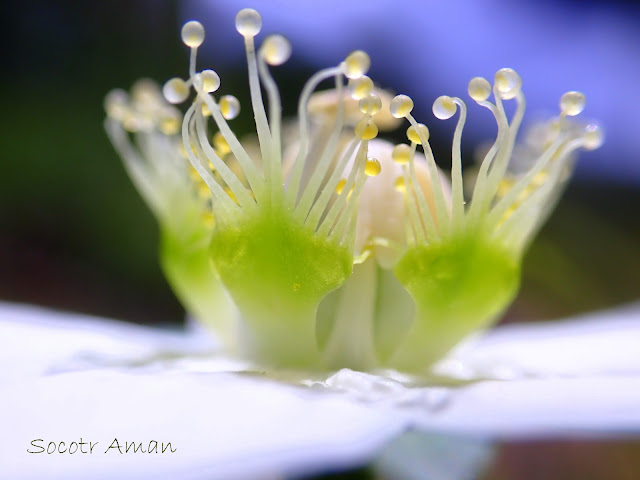 Parnassia palustris