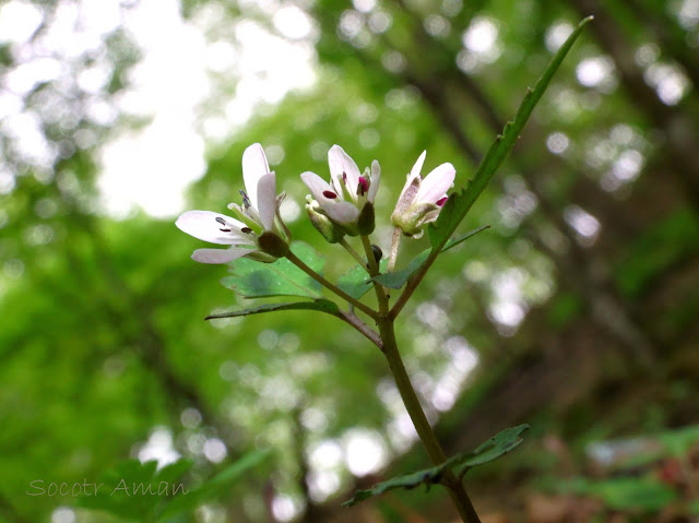 Cardamine anemonoides