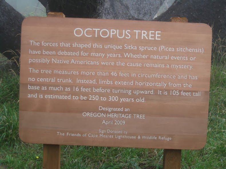 octopus-tree-2 octopus-tree-2