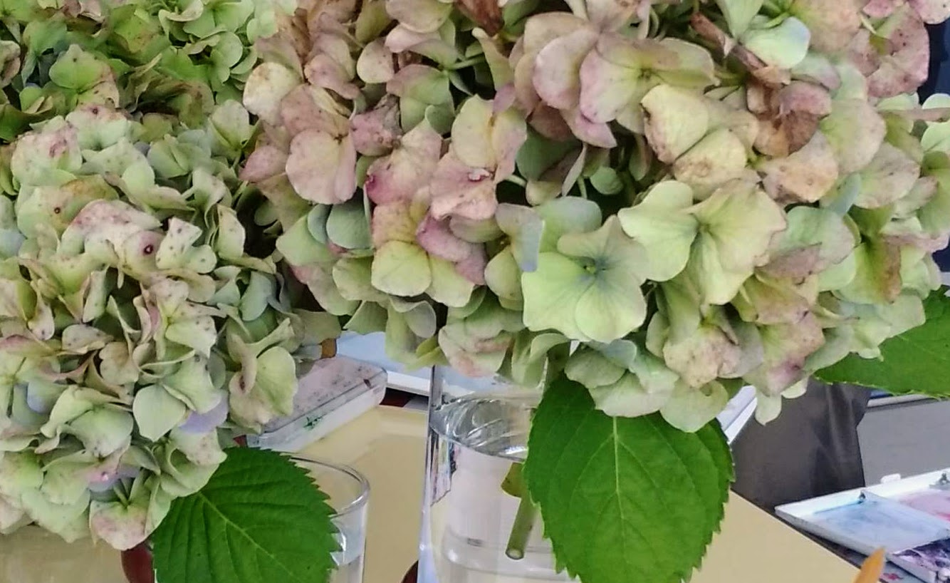Withered Hydrangea 枯れたあじさい 水彩画を描く くどうさとし Watercolor