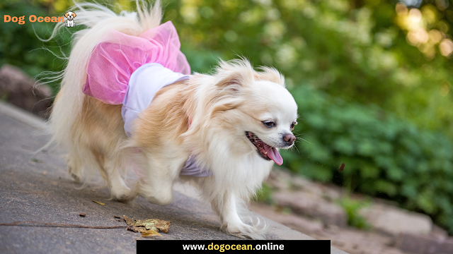 The Long-Haired Chihuahua: A Fluffy and Adorable Companion