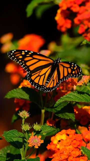 Wallpaper Monarch Butterfly, Wings, Flowers