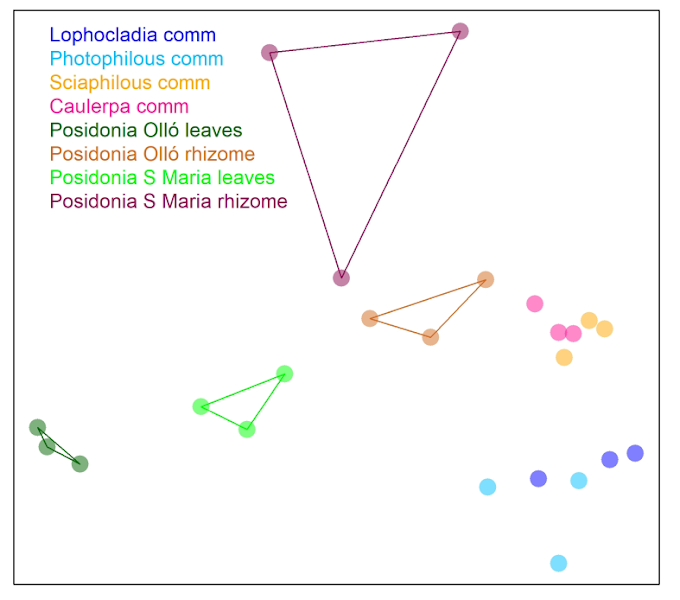 Metabarcoding Posidonia oceanica seagrass meadows