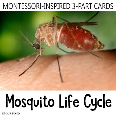 Montessori-Inspired Mosquito Life Cycle 3-Part Cards // In Our Pond // homeschool // life cycle // school // summer // learning opportunity // montessori at home