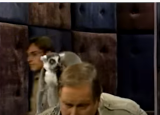 Ring Tailed Lemur on Late Night with Conan O'Brien