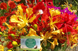 Coconut soap AUD$6.00