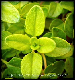 thyme leaf