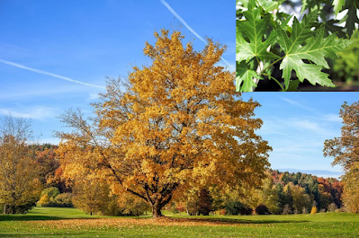 The Shimmering Giant: A Deep Dive into the Silver Maple