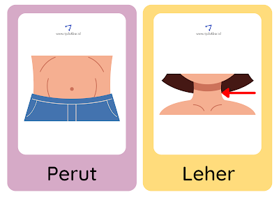 Flashcard/flash card perut dan leher