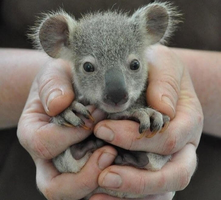 28 Adorably Pictures Of Baby Animals We Want To Adopt Right Now