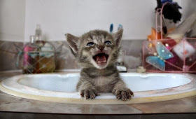 Funny cats - part 91 (40 pics + 10 gifs), kitten ready to take a bath