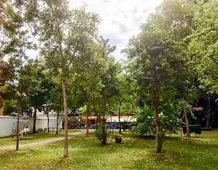 Gelam trees at Kampong Glam